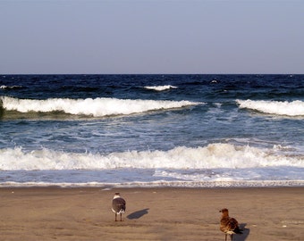 Waiting for Lunch to be Delivered- fine art print- fine art photography- ocean photography- OBX photography- seagull photography- wall art