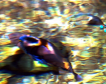 Water Spirit- fine art print- surreal art- abstract photography- fine art photography- fantasy photography- wall art- home decor- gift