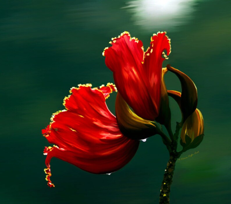 May include: A close-up of a red flower with yellow edges. The flower is in focus, while the background is blurred and green.