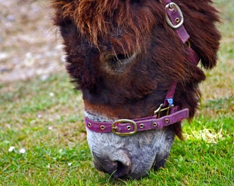 Enjoying the Sweet Irish Grass- donkey photography- fine art print- animal photography- Ireland photography- home decor- wall art- pub art