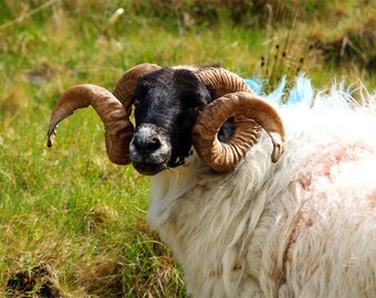 Lunchtime in Ireland- Fine Art Print- ram photography, wall art, home decor, fine art photography, animal photography, nature photography