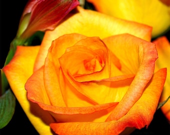 A Rose is a Rose- fine art print- flower photography, wall art, home decor, fine art photography, botanical photography, yellow rose photo