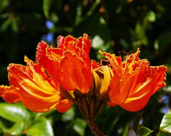 Fiery Petals- fine art photography, fine art print, Hawaii flower photography, botanical photography, wall art, home decor, office decor