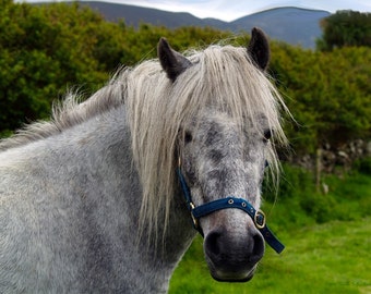 Looking for Handouts- fine art print- fine art photography, horse photography, Ireland photography, wall art, home decor, animal photography