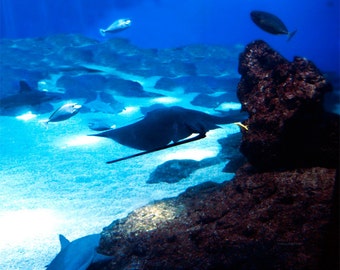 Swimming with Sharks- fine art print- fine art photography- sealife photography- stingray photography- nature photography- wall art- gift