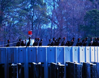 The Welcoming Committee- fine art photography- bird photography- avian- black cormorants- Jamestown, VA- wall art- home decor- office decor