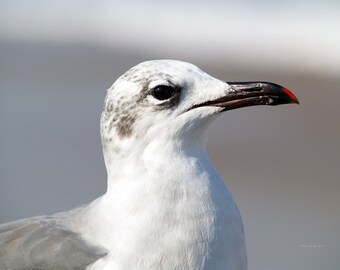Portrait of a Gull- fine art print- fine art photography- seagull photography- bird photography- wall art- wildlife photography- home decor