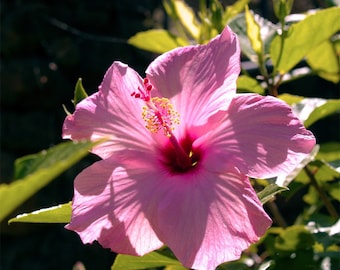 Pink Hibiscus- fine art print, botanical photography, flower photography, hibiscus photo, nature art, wall art, home decor, office decor