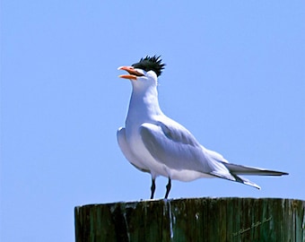 Funny Bird- fine art print, greater crested tern photo, sea bird photo, swift photo, tern photo, wall art, home decor, beach cottage decor
