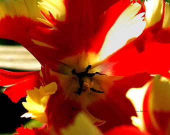 Parrot Tulip I- fine art photography- flower photography- tulip photography- botanical photography- wall art- home decor- office decor