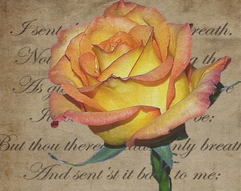 Romantic Rose- fine art print- mixed media, fine art photography, altered art, photo montage, wall art, home decor, office decor, gift
