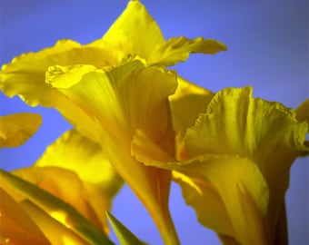 Emerging into the Light I- fine art print- fine art photography- flower photography- floral photography- wall art- home decor- botanical art