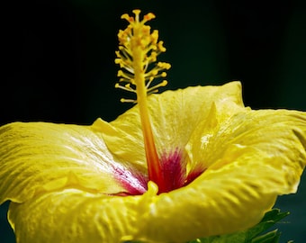 Sunburst- fine art print- fine art photography- Hawaii photography- hibiscus photography- botanical photography- wall art- home decor- gift