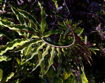 Ring Around- fine art photography, botanical photography, Hawaii photography, plant photography, wall art, home decor, nature photography