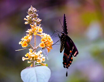 End of Summer- fine art photography- bokeh photography- butterfly photography- insect photography- nature photography- home decor- wall art