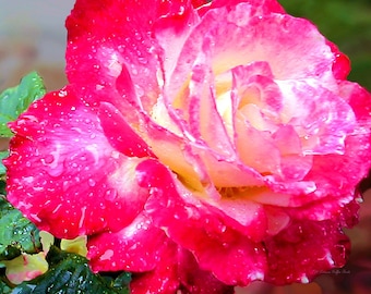 Double Delight- fine art print- fine art photography- rose photography- flower photography- botanical photography- wall art- home decor