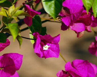 The Color Fuschia- fine art photography- flower photography- bougainvillea photography- botanical photography- home decor- wall art- gift