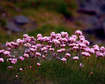 Irish Sea Pinks- fine art print- nature photography- flower photography, wall art, home decor, botanical photography, pink flower photograph