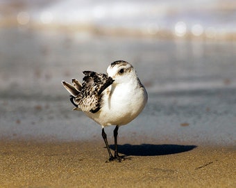 Aren't I Pretty?- fine art photography- wildlife photography- black bellied plover- bird photography- home decor- wall art-office decor-gift