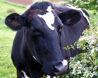 Take Time to Smell the Flowers- fine art photography, cow photography, nature photography, wall art, home decor, office decor, country decor