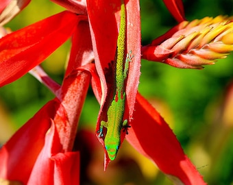 Gold Dust Day Gecko- lizard photo, Hawaii photograph, wildlife photography, gecko photography, wall art, home decor, children's room decor