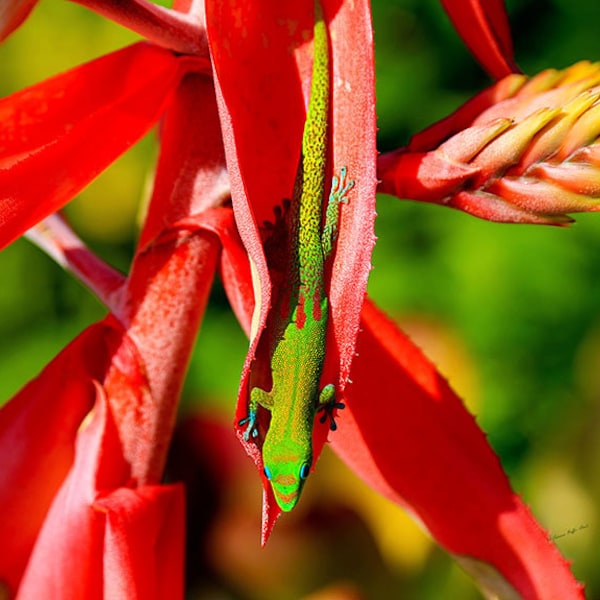 Gold Dust Day Gecko- lizard photo, Hawaii photograph, wildlife photography, gecko photography, wall art, home decor, children's room decor