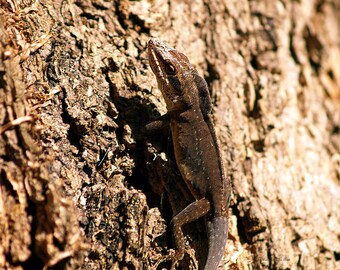 Getting a New Skin III- fine art print- fine art photography- animal photography- lizard photography- wildlife photo- wall art- home decor