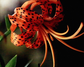 Tiger Lily- fine art print- mixed media- art print- altered art- altered photography- home decor- wall art- office decor- gift- flower art