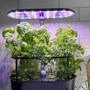 Puede incluir: Un jardín hidropónico interior con varias hierbas verdes que crecen bajo una lámpara de cultivo LED morada y blanca. El jardín es negro y está sobre una encimera. Los cuchillos están en un bloque de madera en el fondo.