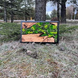 Olive Wood & Preserved Moss Wall Art: Eco Home Decor