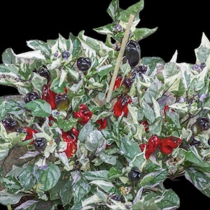Scarlett Variegated Pepper