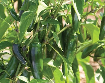 Jalafuego Jalapeño F1