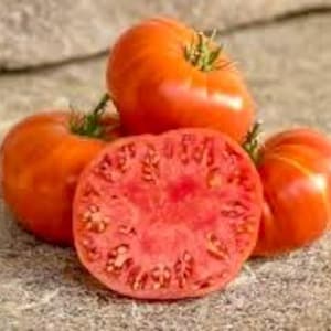 Texwine Tomato