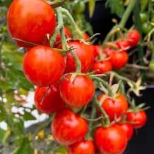 May include: A cluster of bright red cherry tomatoes growing on a vine. The tomatoes are ripe and ready to be picked.
