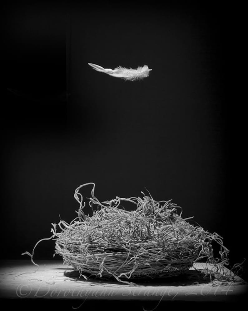 Empty nest, black and white, art photography, minimalist image, leaving home, new adventures, parenthood, change, growing up, spring, simple image 2