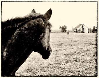 Sepia Bronco Print, Nostalgic Horse Photography