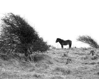 horse, pony, Black and White art photo, solitary, endurance, nature, defiance, resilience, new direction,