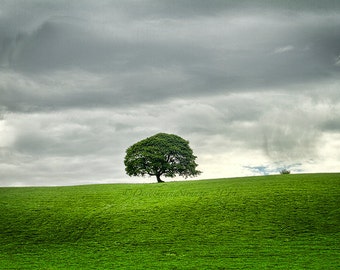 Lone Tree, Ireland, art photo, dramatic, meeting challenges, dark and mysterious, landscape,mood, office or home decor, nature, Ireland