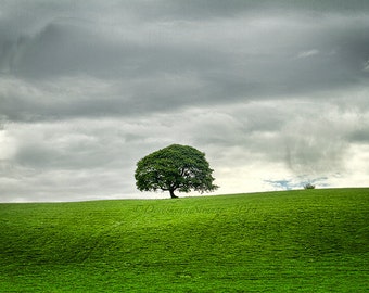 Lone Tree Ireland Landscape Art Photo, Dramatic Home Decor