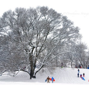 Winter fun, sledding, Tree, Sled hill, Bowling Green, Ohio, Snow, favorite tree image 1