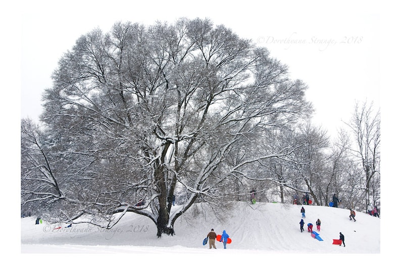 Winter fun, sledding, Tree, Sled hill, Bowling Green, Ohio, Snow, favorite tree image 1