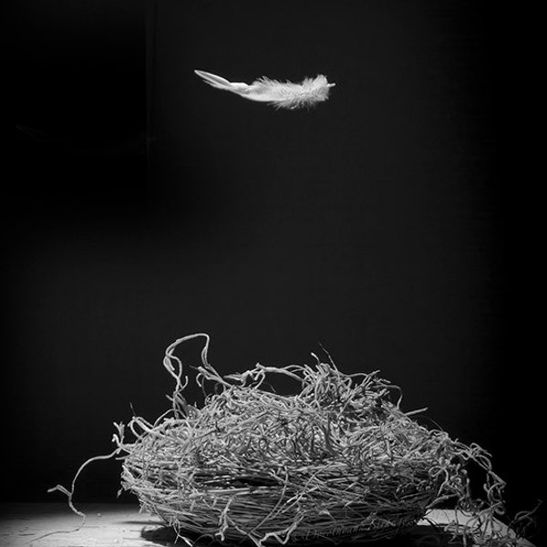 Empty nest, black and white, art photography, floating feather, leaving home, new adventures, parenthood, mood, growing up, spring, simple