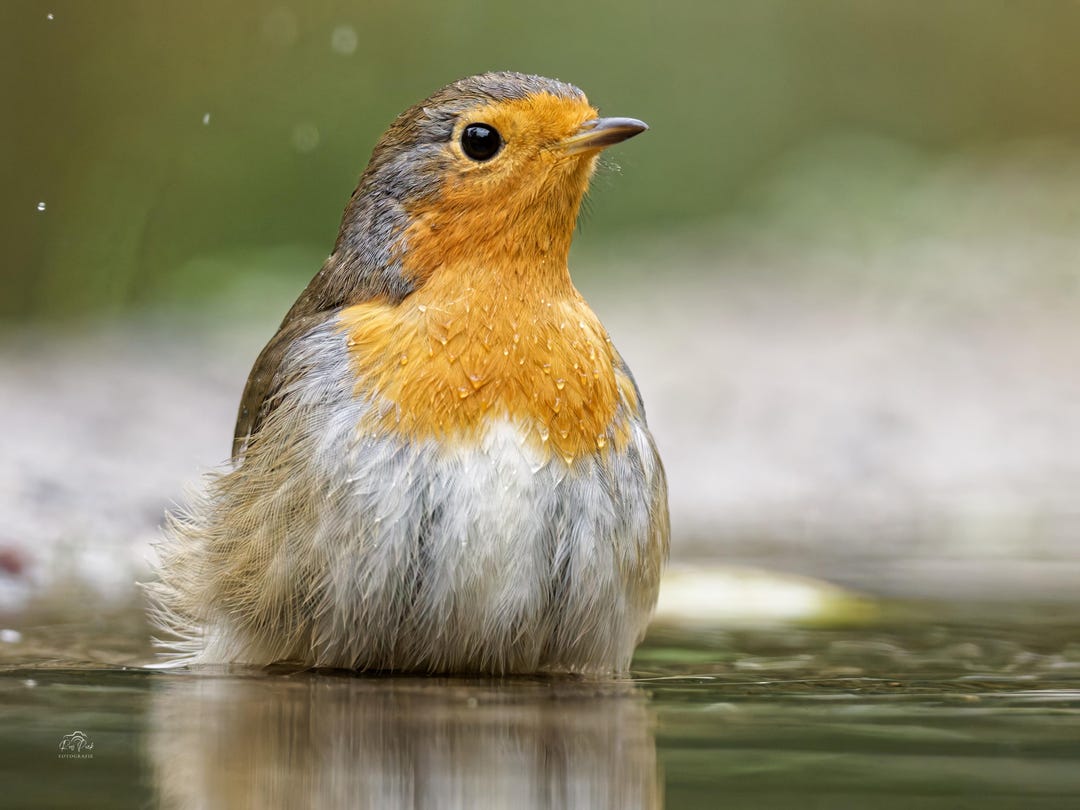 Robin in the Water Digital Download Photo Robin Wall Art Robin Print ...