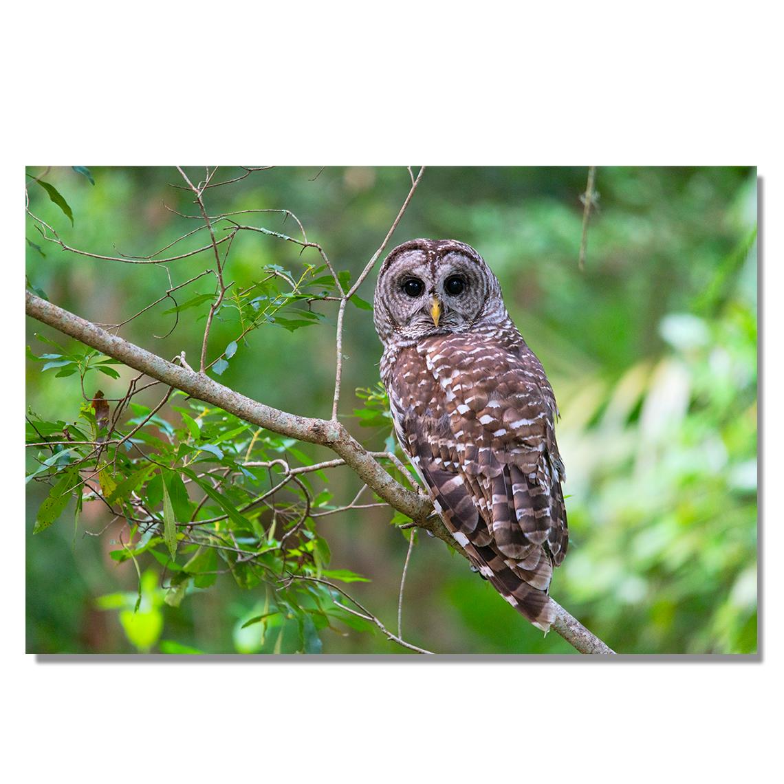 Majestic Barred Owl Print | Perfect for Nature Lovers! | bird wildlife prints | Owl photos | framed 