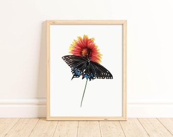 Black Swallowtail Butterfly Print: Blanketflower Colored Pencil Art