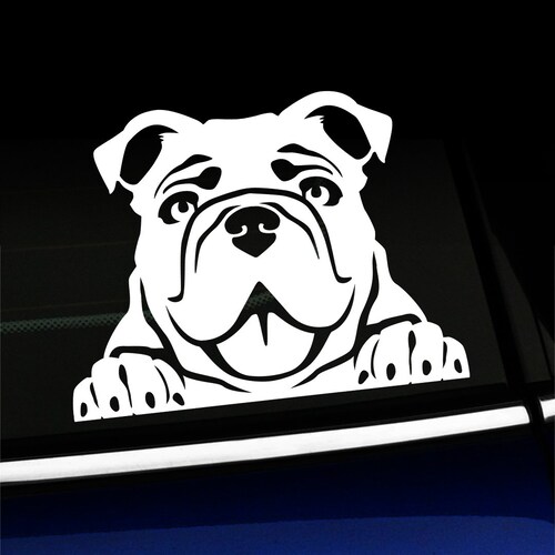 Bulldog mirando fijamente - calcomanía