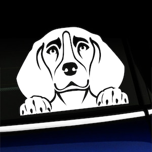 Ein spähender Beagle - Wandtattoo
