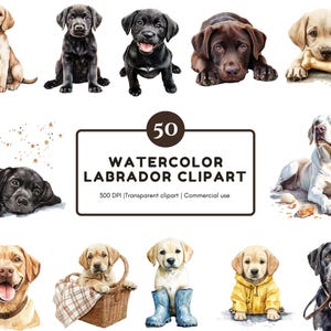 Bundle aquarelle de cliparts Labrador png, 50 cliparts Labrador, chien des cliparts, clipart animal de compagnie, clipart Labrador Retriever, chien png, clipart de laboratoire