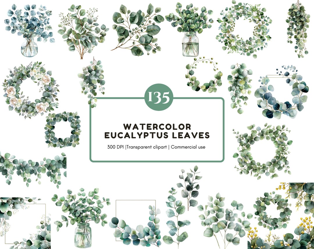135 Eucalyptus Leaves Clipart Bundle, Watercolor Eucalyptus Leaf ...