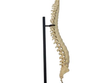 Detailed Human Spine Anatomical Model: Medical Education Tool